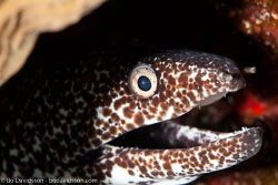 BD-101207-Playa-del-Carmen-2802-Gymnothorax-moringa-(Cuvier.-1829)-[Spotted-moray].jpg